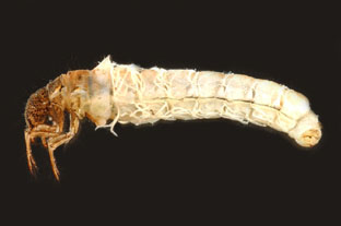Anabolia_02_thm.jpg