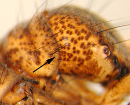 Anabolia_03_thm.jpg