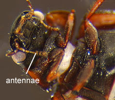 Anacaena_A_02_thm.jpg