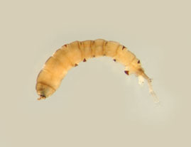 Antocha_thm.jpg
