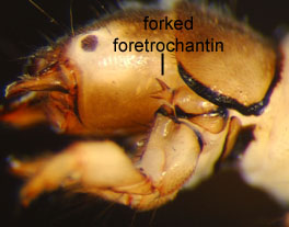 Cheumatopsyche_02_thm.jpg
