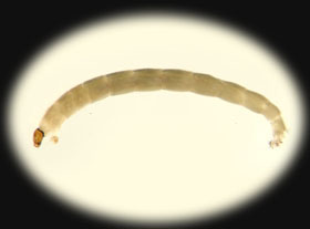 Chironomid_thm.jpg