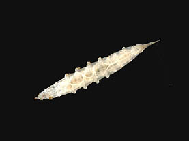 Chrysops_thm.jpg