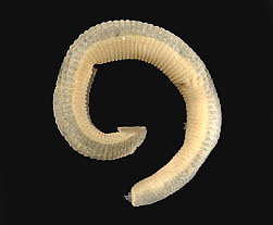 Erpobdellid_thm.jpg
