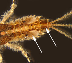 Eurylophella_02_thm.jpg