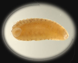 Glossiphoniid_vent_thm.jpg
