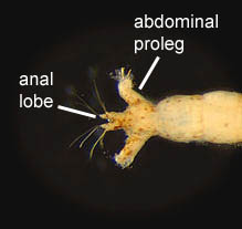 Hemerodromia_02_thm.jpg