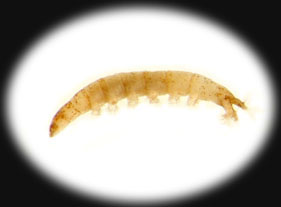 Hemerodromia_thm.jpg