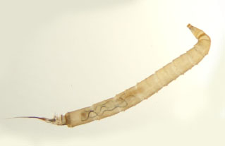 Hexatoma_thm.jpg