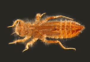 Libellula_thm.jpg