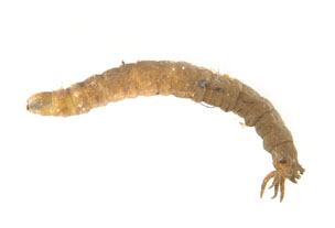 Limnophila_thm.jpg