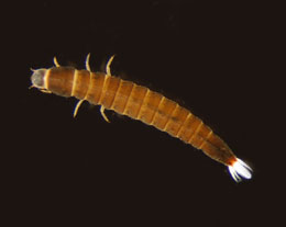 Macronychus_Larva_thm.jpg