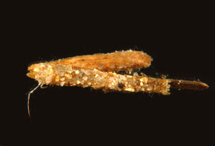 Nectopsyche_thm.jpg