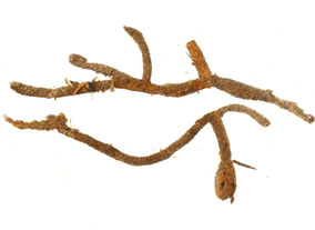 Phylocentropus_case_thm.jpg