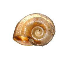 Planorbid_thm.jpg