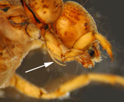 Platycentropus_02_thm.jpg