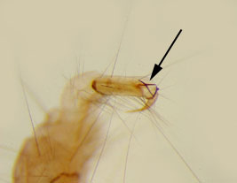 Polycentropus_02_thm.jpg