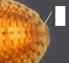 Psephenus_03_thm.jpg