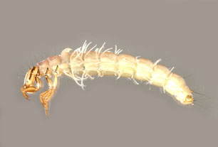 Ptilostomis_02_thm.jpg