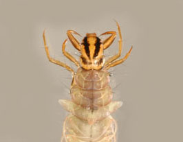 Ptilostomis_03_thm.jpg