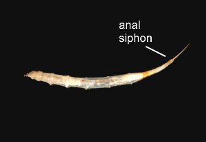 Ptychoptera_thm.jpg