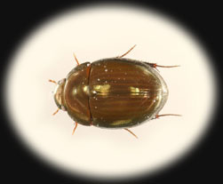 Sperchopsis_Adult_thm.jpg