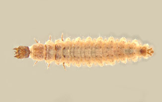 Sperchopsis_Larva_thm.jpg
