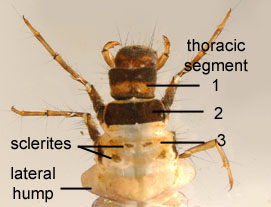limnephilid2_thm.jpg