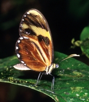 male (36 K jpg)
