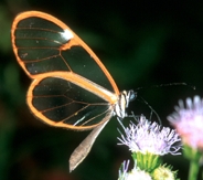 male (28 K jpg)