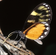 female (28 K jpg)